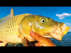 Рыбалка на поплавочку! Накосил сазанчиков на жарево!!! Рыбалка на соску! Рыбалка на сазана!