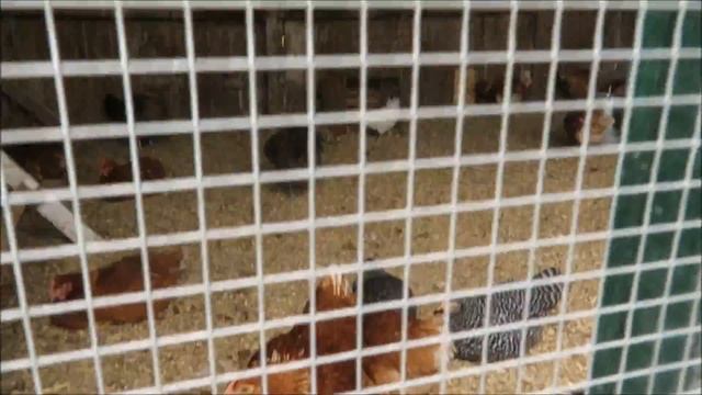 Поездка в Ланкастер Штат Пенсильвания В Места Проживания Амишей однодневная поездка с Русским Гидом смотреть онлайн