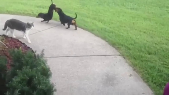 Dachshund Helps His Brother Do A Handstand