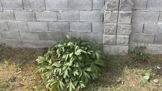 Пересадка многолетников осенью (Рудбекия, Ирисы, Флоксы, Пионы). смотреть онлайн