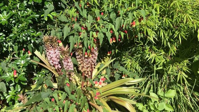 Eucomis “Sparkling Burgundy” is the pineapple everyone can grow смотреть онлайн