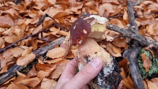 Белые грибы в начале декабря! Исключительно! смотреть онлайн