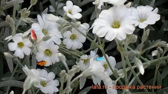 Ясколка войлочная (cerastium Tomentosum) ? войлочная ясколка обзор: как сажать, рассада ясколки