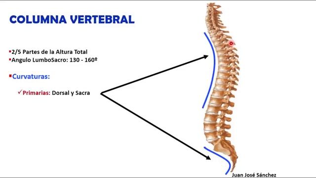 ? COLUMNA VERTEBRAL 1/5 - Generalidades, Curvaturas. Fácil y Sencillo смотреть онлайн