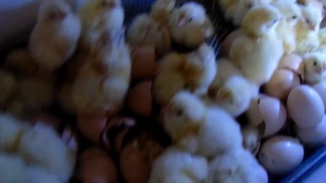 Инкубация в инкубаторе"ОВО"/ Инкубация яйца бройлера кобб 500 чехия/Результат инкубирования смотреть онлайн