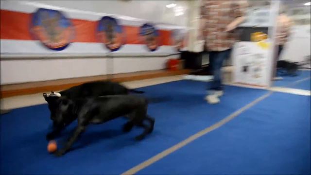 Vanessa & Melkor - Thai Ridgeback - Тайский риджбек