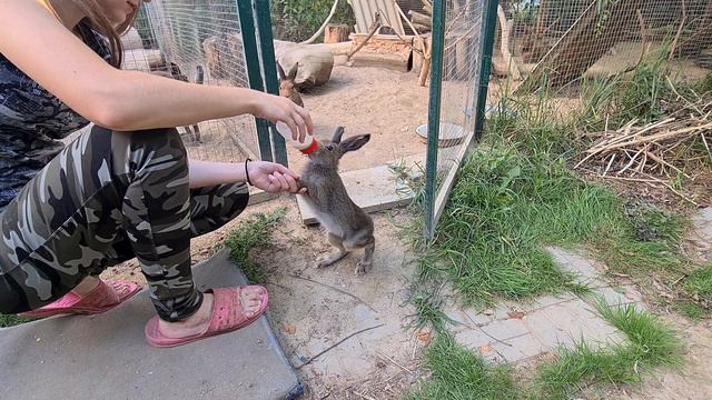 Кого же опять ждёт Суслик?