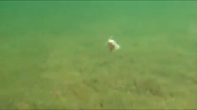 EG-134 - Strike Pro Stumpy Fly 40 смотреть онлайн