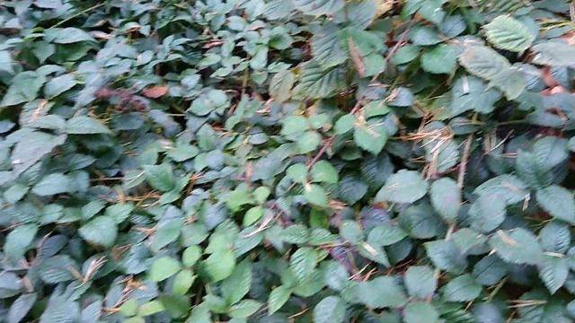 Грибы Карпат. Грибное место недалеко от Яремче смотреть онлайн