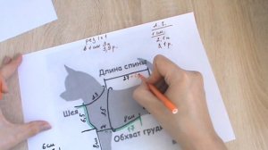 Комбинезон с капюшоном для собачки.  Мастер класс .Часть 1  (обзор и расчеты) #комбинезондлясобачки