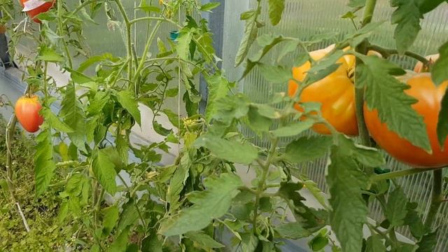 Сорт томата Грейпфрут (версия от подружки). Красивый даже в темном углу 09,09,2023