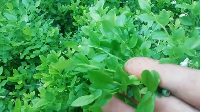 Как цветёт брусника смотреть онлайн