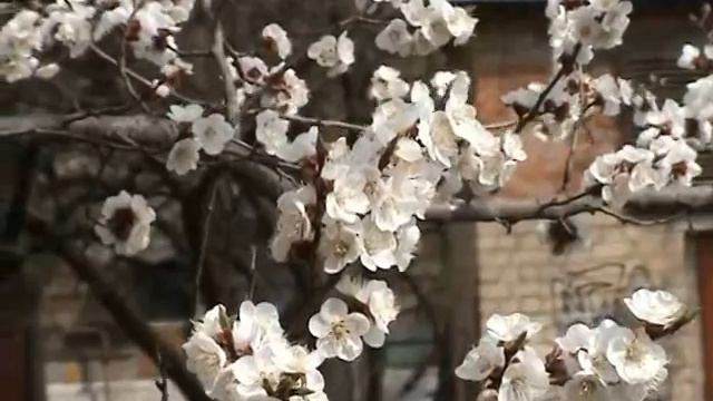 ЦВЕТУТ АБРИКОСЫ.wmv смотреть онлайн