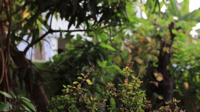 Canon 77d + 50mm f1.8 Cinematic video смотреть онлайн