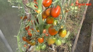 Лучшие томаты для засолки