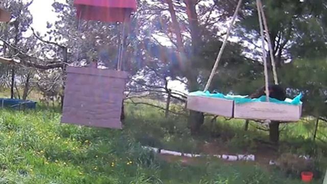 2021May 11 Livestream bird feeding station. Ripley, Ontario Canada by AtHomeFriendlyTecGuy смотреть онлайн