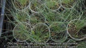 Овсяница сизая: описание, посадка и уход