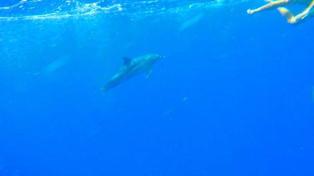 Tortugas August 2019 смотреть онлайн