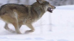 Самые интересные факты про волков.