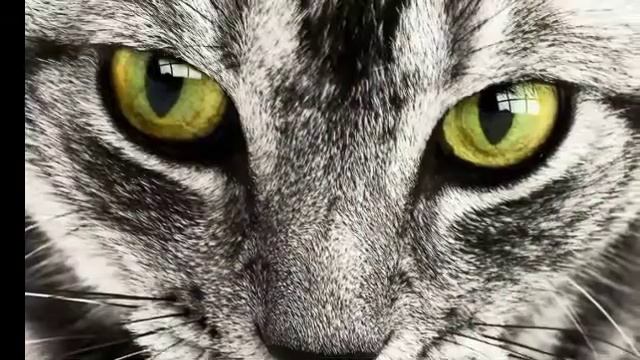 Зрение кошки - мир глазами кошек/ Как кошки видят в темноте