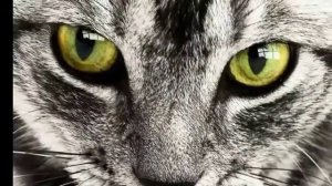 Зрение кошки - мир глазами кошек/ Как кошки видят в темноте