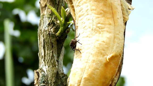 Природа,насекомое ,муха смотреть онлайн