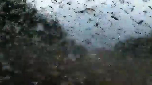 Langostas en Santa Fe, Argentina смотреть онлайн