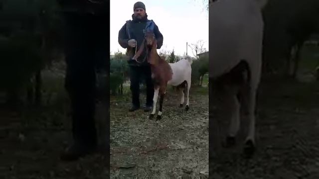 Продажа коз камори 89290307960 ЕЛЕНА смотреть онлайн