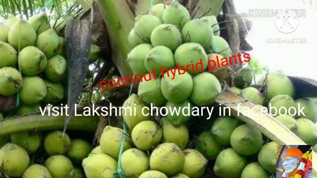 coconut plant available cod https://www.facebook.com/profile.php?id=100080371083440&mibextid=ZbWKwL смотреть онлайн