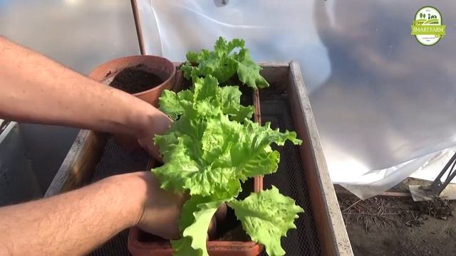 Отгледайте си салатки в саксия смотреть онлайн