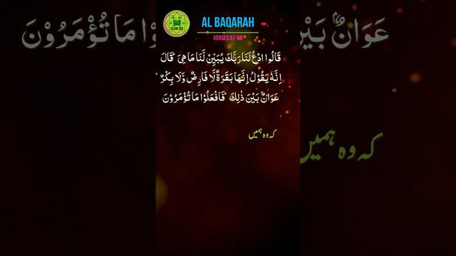 Surah Al Baqarah Verse 67-68 | Quran Recitation | Urdu Hindi Translation смотреть онлайн