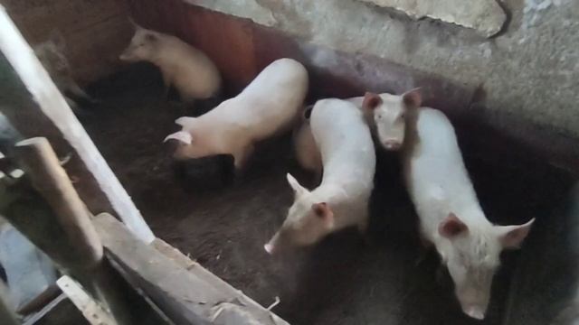 Бизнес на поросятах, докупаем поросят и корма на соц контракт