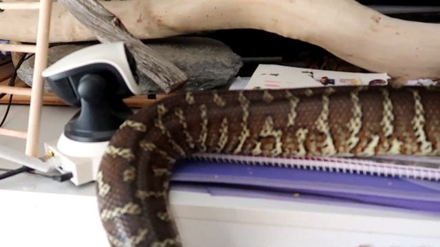 Two BIg Snakes Bredli And Jungle Carpet Python Have Time Together смотреть онлайн