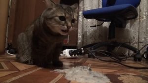 Кошка блюёт