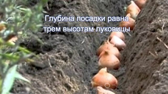 Цветник в сентябре. Не пропустите, луковичные смотреть онлайн