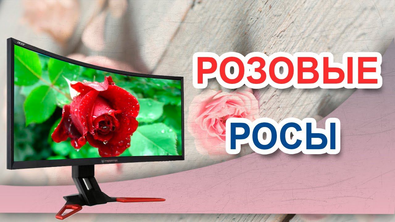 Розовые росы. Красота роз и росы смотреть онлайн