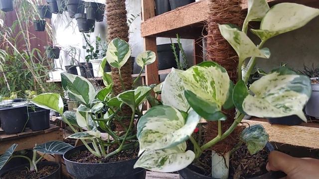 Manfaat Tanaman Epipremnum/ sirih² an. смотреть онлайн