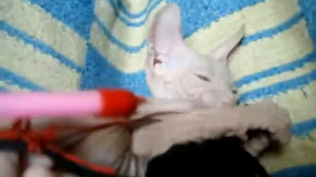 Донской сфинкс. смотреть онлайн
