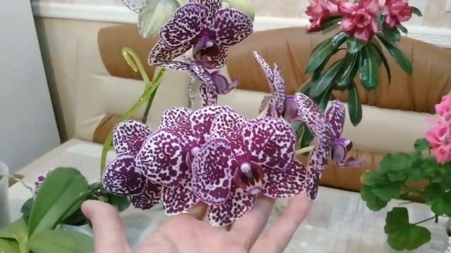 КОМНАТНЫЕ ЦВЕТЫ. ЧТО ЦВЕТЕТ. смотреть онлайн