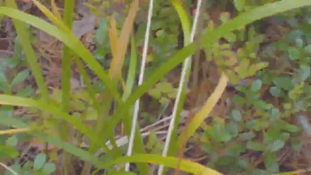 Змея в Тимирязевских борах. смотреть онлайн