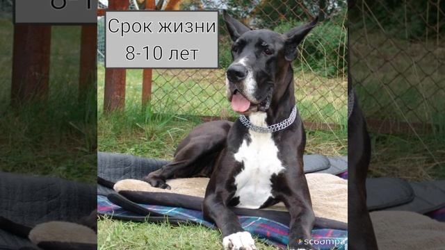 Порода: немецкий дог. смотреть онлайн