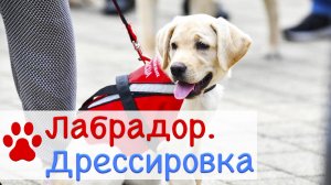 Лабрадор дрессировка | Дрессировка собак