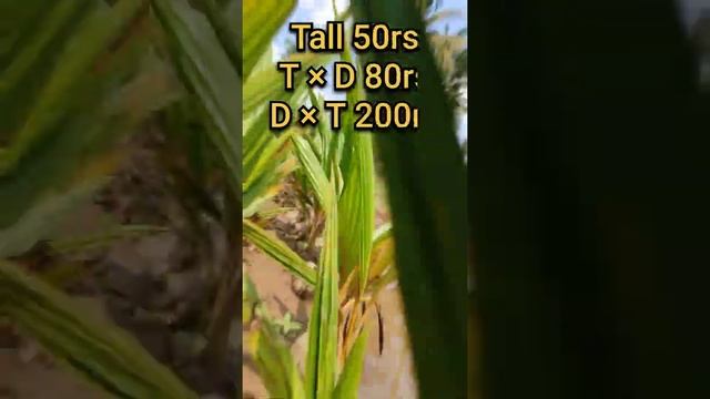 Coconut - Cocos Nucifera