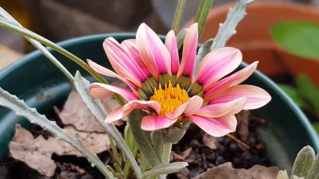 Gazania mi primer color rosa, Gazania my first pink color, गज़ानिया मेरा पहला गुलाबी रंग смотреть онлайн