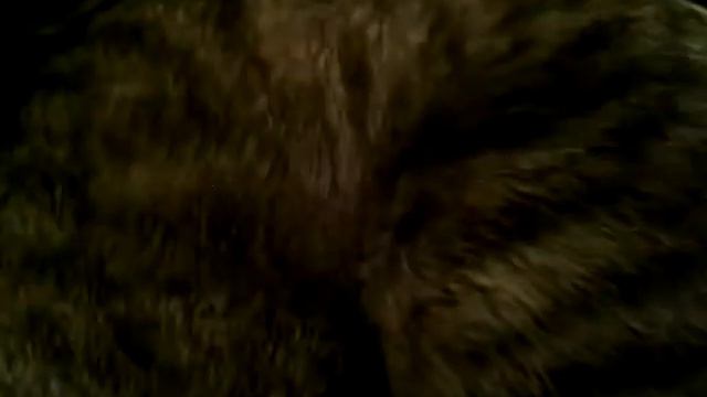 Угадай животное видео 3 смотреть онлайн