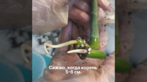 Посадка черенка монстеры.