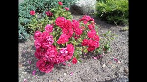 Почвопокровная роза Гартнерфройде отзыв - немецкое качество