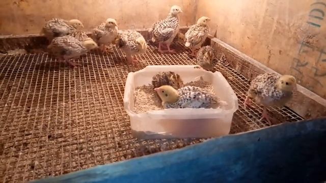 Пересадил перепелят в подростковую клетку смотреть онлайн
