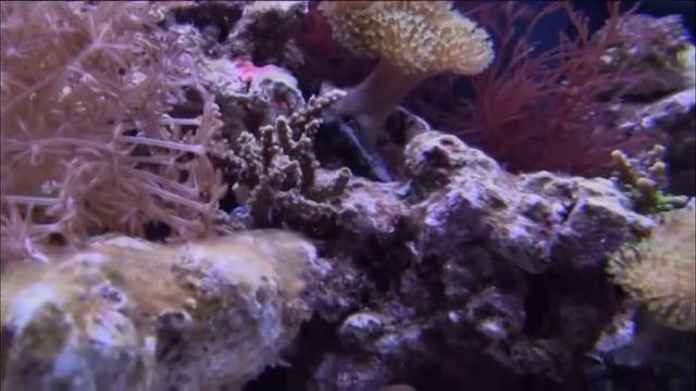 CPR Aquatic's First A.I.D.- Acclimation, Isolation, Dosing and More смотреть онлайн