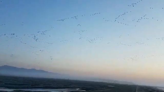 18 марта гуси спешат на изберательные участки смотреть онлайн